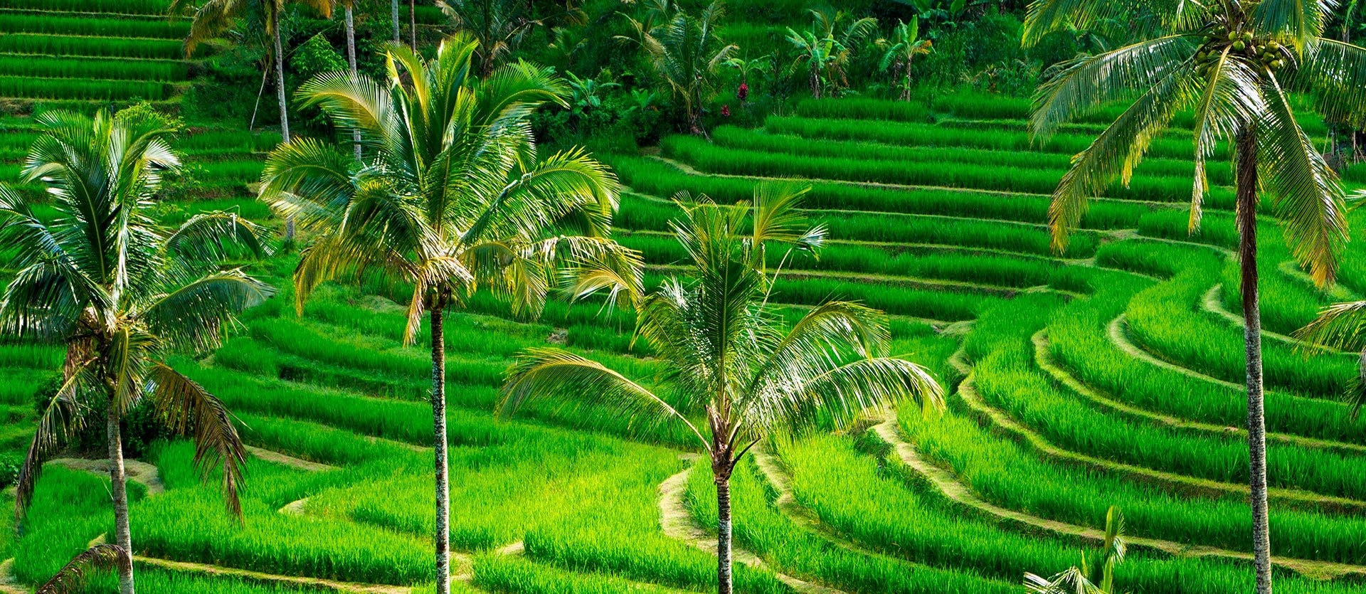 Dos mundos, un viaje: Japón y Bali