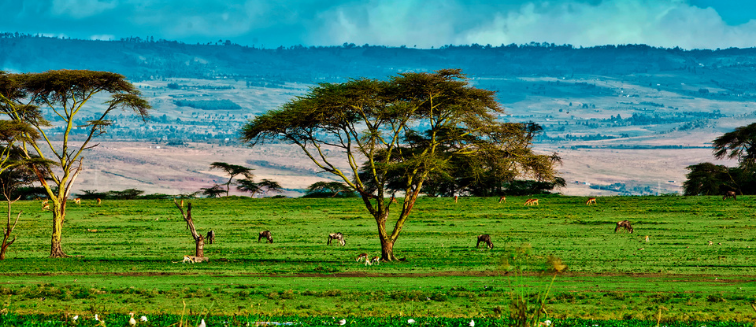 Qué ver en Kenya Lake Naivasha